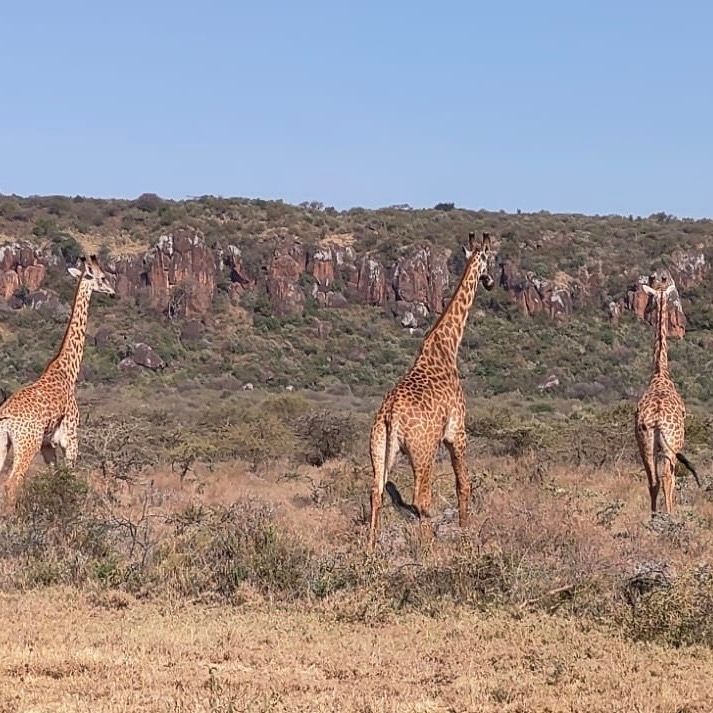 Hot, sunny days at Empaash Conservancy 💛 

There is nothing better than receiving photos like these from the team on the ground! 

#SaveGiraffesNow #GiraffeLovers #Kenya #Wildlife