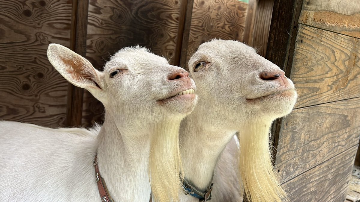 ヤギに！ヤギに清き一票を！！！！