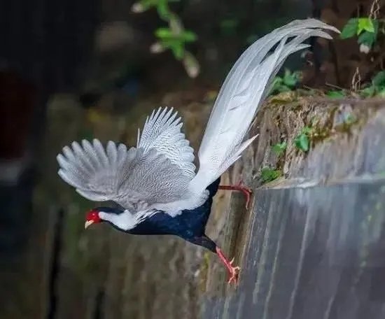 shanmeisg's tweet photo. Guangdong’s "forest fairy" has arrived! Draped in a white plumage gown with inky black feathers, it struts through woods like a walking masterpiece. Every Nanling morning gets brighter with its elegant figure around!
#SilverPheasant #ForestBirds #GuangdongWildlife #birdwatching https://t.co/s8pZkage5q