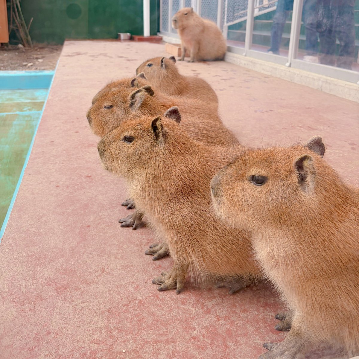 昨年生まれた仔カピバラ。 なんか微動だにせずズラっと横一列に並んで
