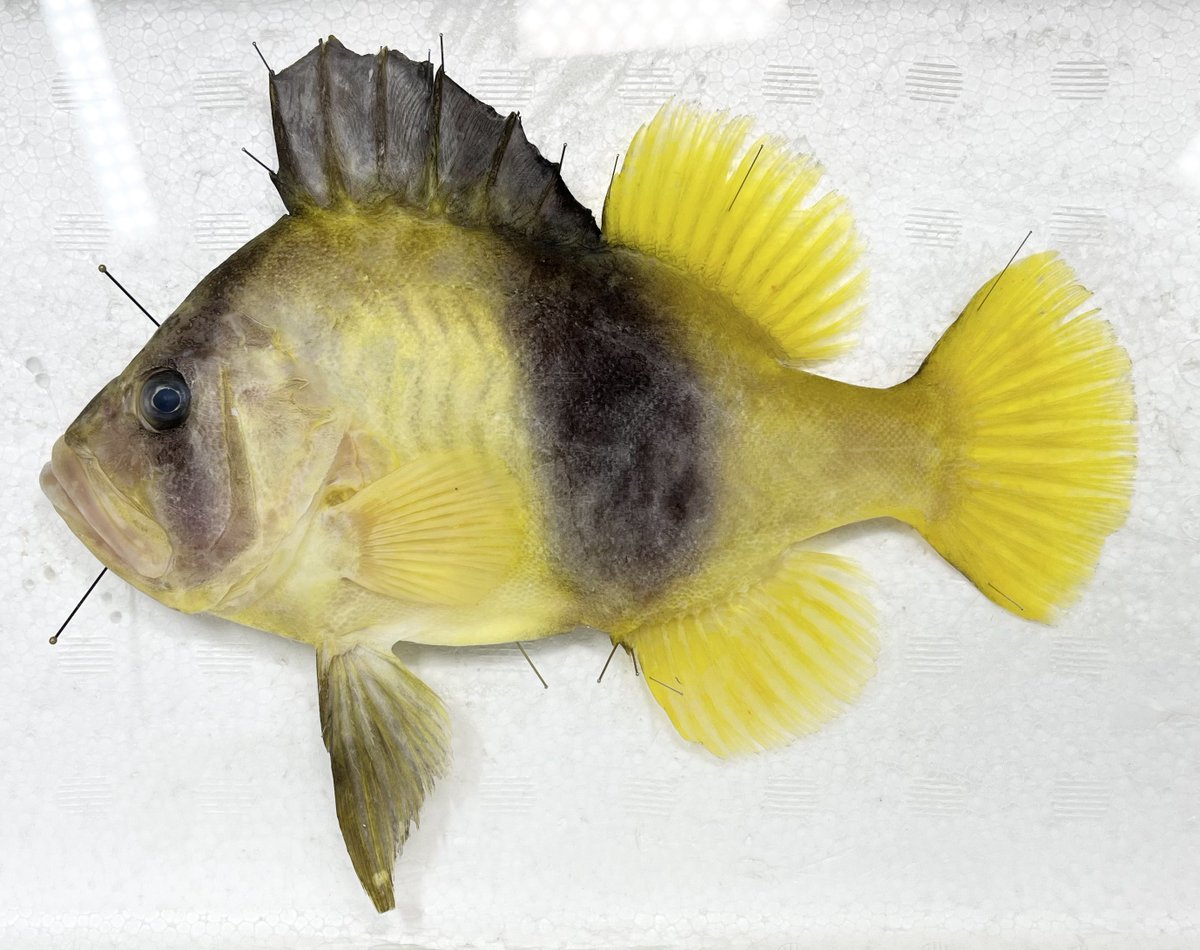 動脈。'26💜🍬🗼 (@scienceheart0) / Posts / X