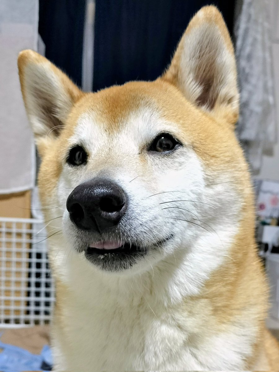 柴犬ムギのおかあしゃん日記 (@E1C2G07OHz39365) / Posts / X