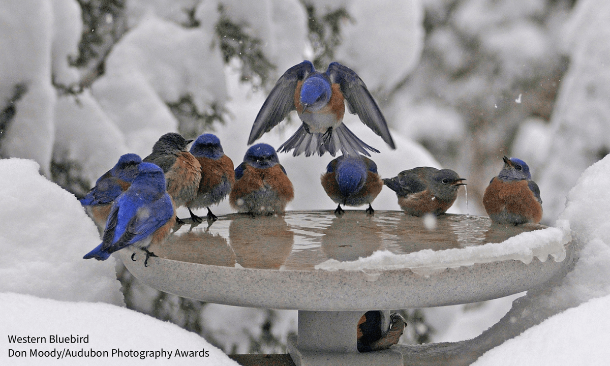 Audubon Society (@audubonsociety) / Posts / X