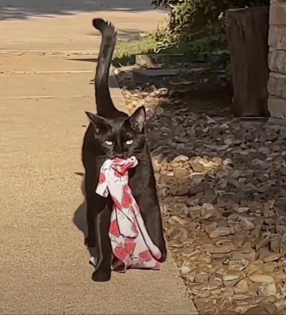 depressionlesss's tweet image. Cat owner in Oregon had to put up a sign for neighbors to reclaim the things their cat kept stealing