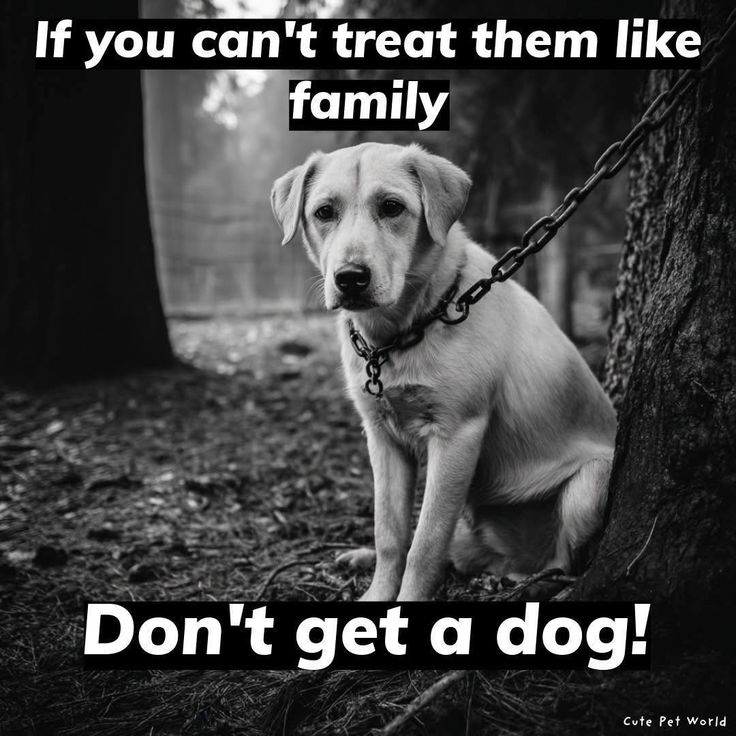 𝕏 Dogs (@_xdogs) on Twitter photo 