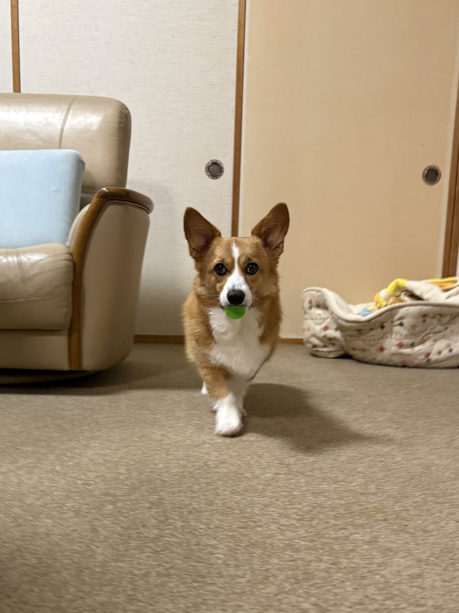 すっごい当たり前みたいな顔で弟👶🏻のおもちゃ盗んでるじゃん