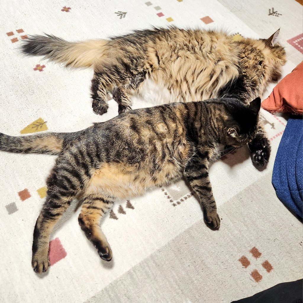 焦げ茶な方達😺😺
正月疲れかな
珍しくくっついて居眠り中
今夜はここでおやすみなさい💤

#猫のいる暮らし