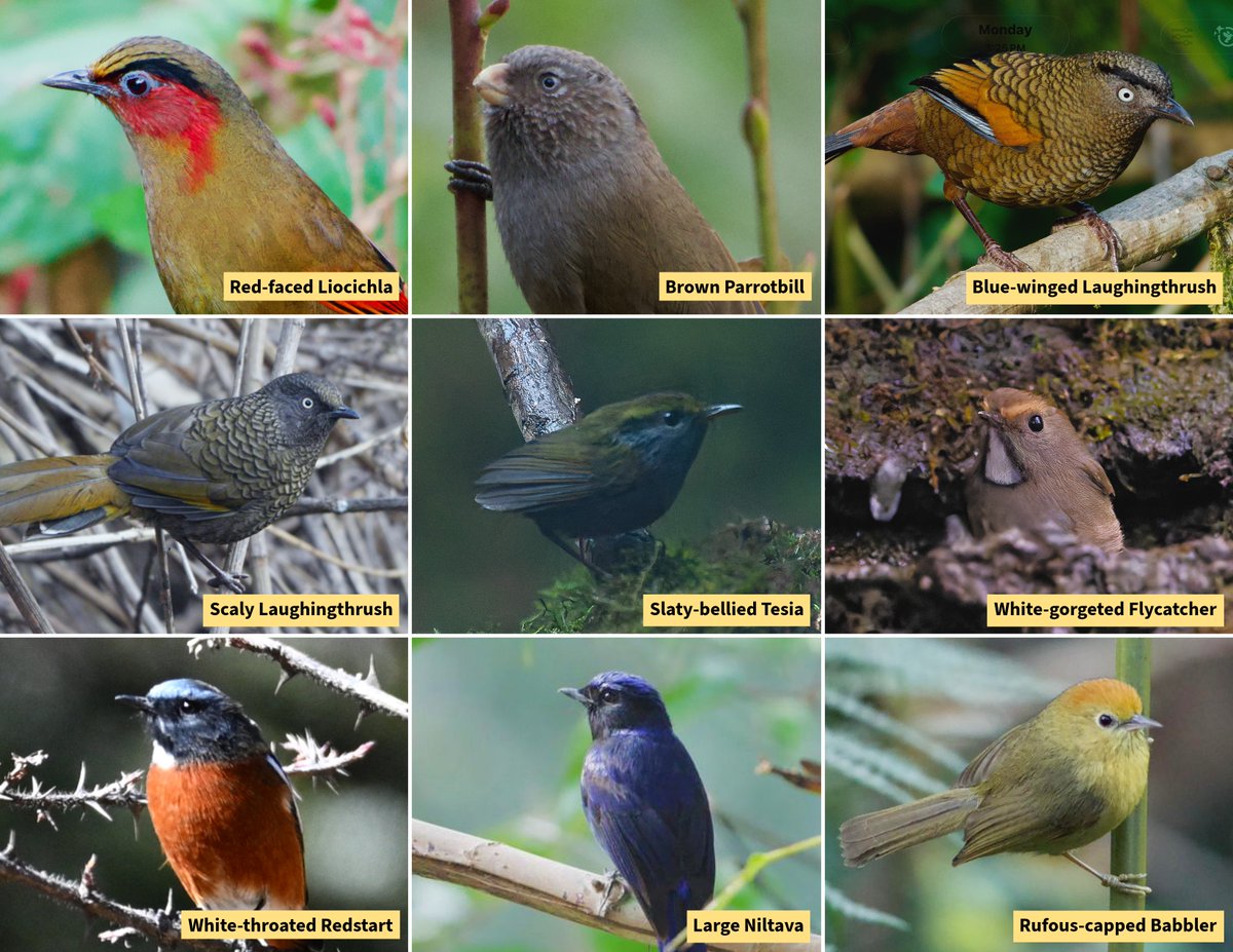 aviantrips's tweet photo. 📜 TRIP REPORT
🦚 North Sikkim Bird Photography Trip 
📅 Dates: Dec 25 - 31, 2025
👥 Group Size - 5
📍Location covered - Mangan, Lachung, Yumthang valley (SK) &amp; Latpanchar (WB)
🔗  eBird Report - https://t.co/TTrSpKaW1N

Contact for more info
📱: +91 8655 24 26 25/9136 13 72 74 https://t.co/YDbF8yi6Y3