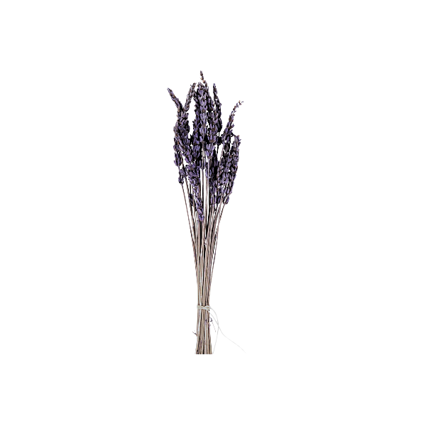 xspeckofdust's tweet photo. ⠀⠀⠀⠀

⠀⠀⠀⠀Un poco tarde, tal vez, pero ha elaborado unos ramos de lavanda para felicitar a @KISSM3TENDER el año nuevo. Los ha dejado sobre el arcón situado a los pies de su cama. En el más puro de los anonimatos.
⠀⠀⠀⠀ https://t.co/dYqw5C4xdV