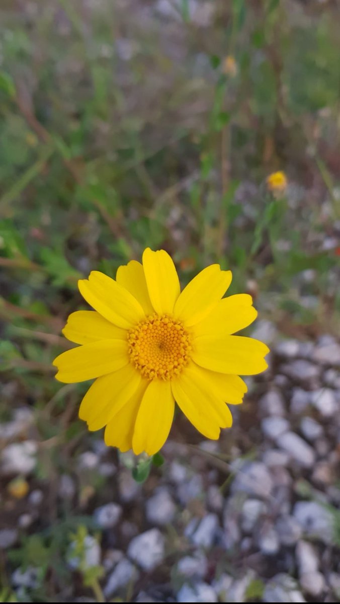 serpil28153375's tweet photo. @educationtr #January4th🌐 -#AlbertCamus-
-'Bir yapıtın kalbinde,
orası karanlık bile olsa,,
bir güneş parlar'-🍃`🕊,,.🎶 https://t.co/mPweo2KFNU