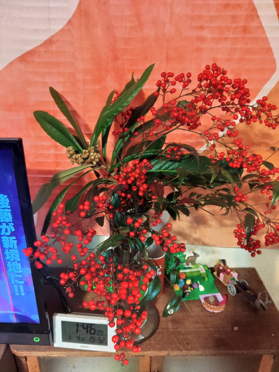 実家(岡山)から、採ってきた南天とビワ。一番見えるテレビの隣に生けてみた。どうじゃろ？
｢特待生に昇進～。｣
#南天
#プレバト