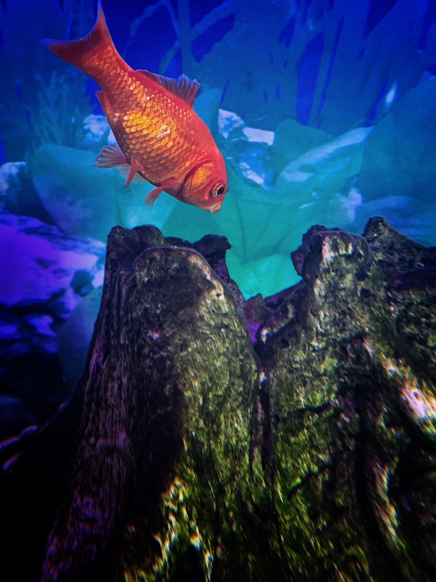 Delweddauimages's tweet image. Fred fish #goldfish  #365project
#photography
#findyourepic
#Welshphotography
#iphone
Visit delweddauimages.co.uk
