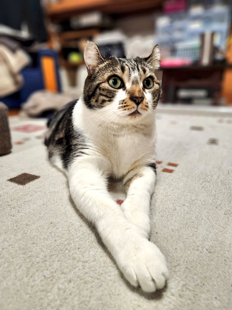 ちっとも眠くないお方😺
今からひと暴れする予定かな
人間はそろそろ寝る時間だよー😞

#猫のいる暮らし