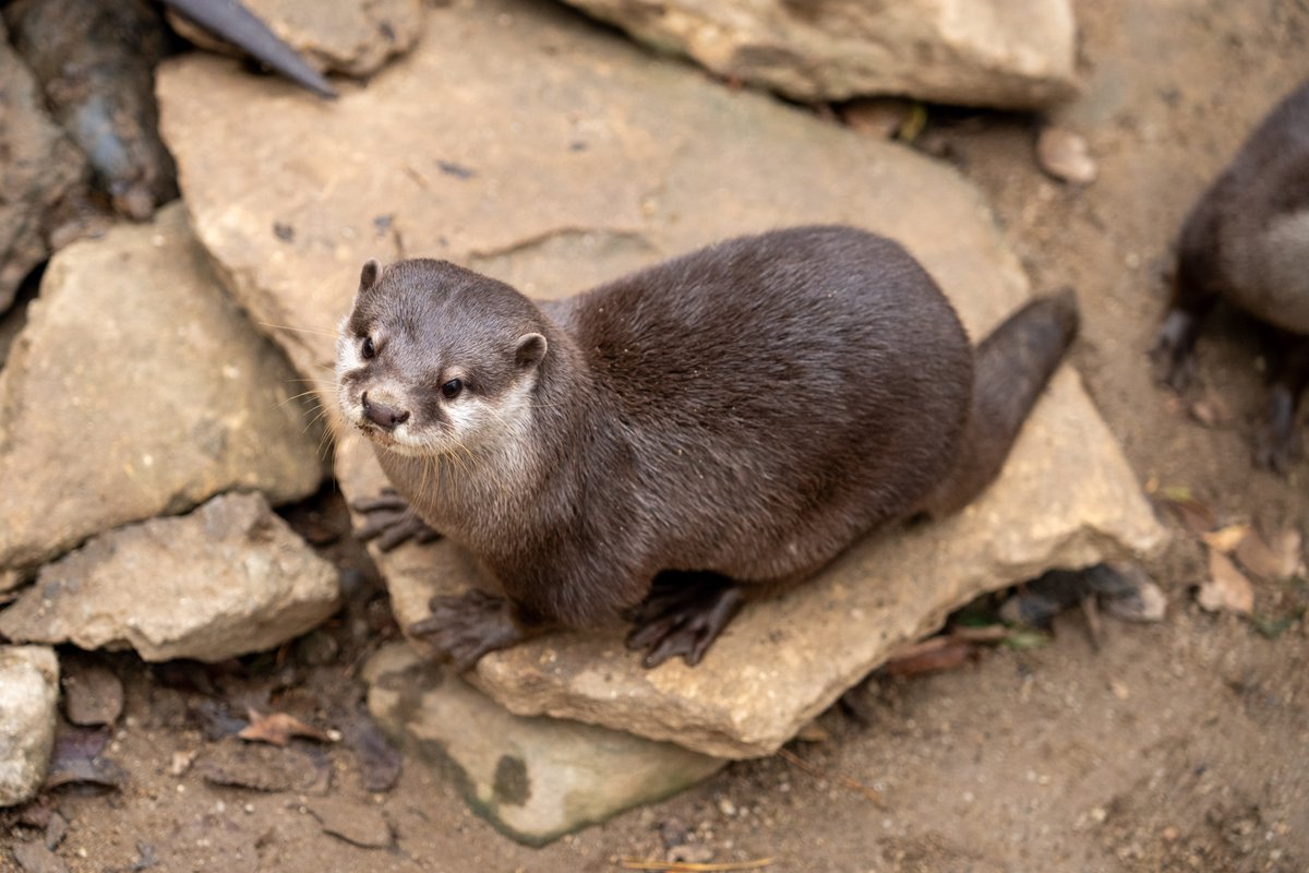 コツメカワウソはフォルムがカワイイ。 #埼玉県こども動物自然公園