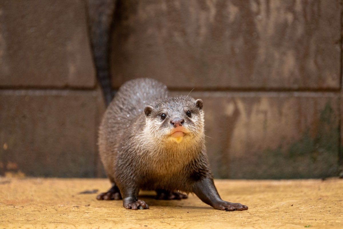 コツメカワウソはフォルムがカワイイ。 #埼玉県こども動物自然公園