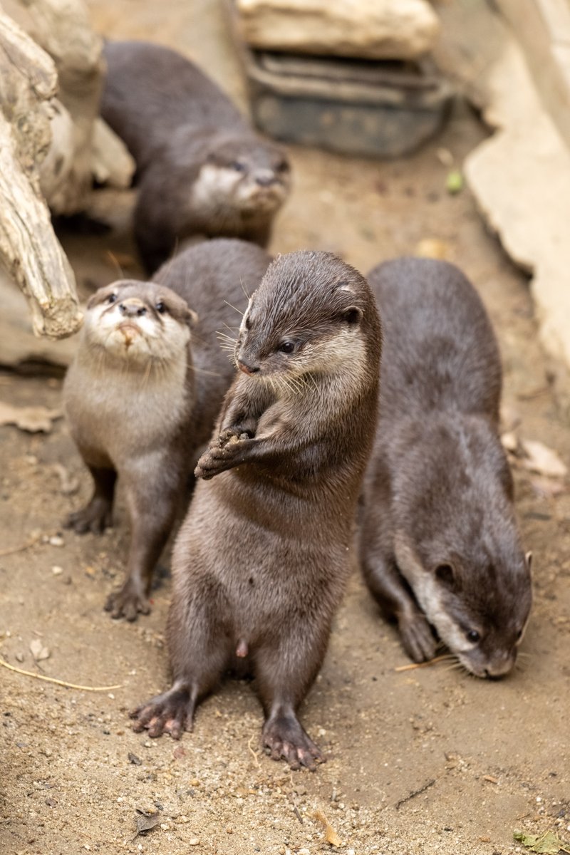 コツメカワウソ様一枚 コツメカワウソはフォルムがカワイイ。 #埼玉県こども動物自然公園