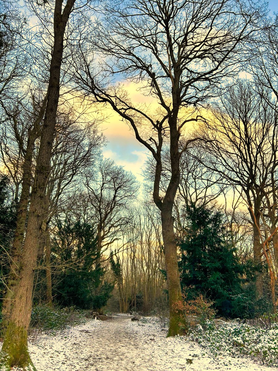 walks_camera's tweet photo. Snow on the ground ❄️🌳 #trees #woodland #treeclub https://t.co/U1DOiopKpN
