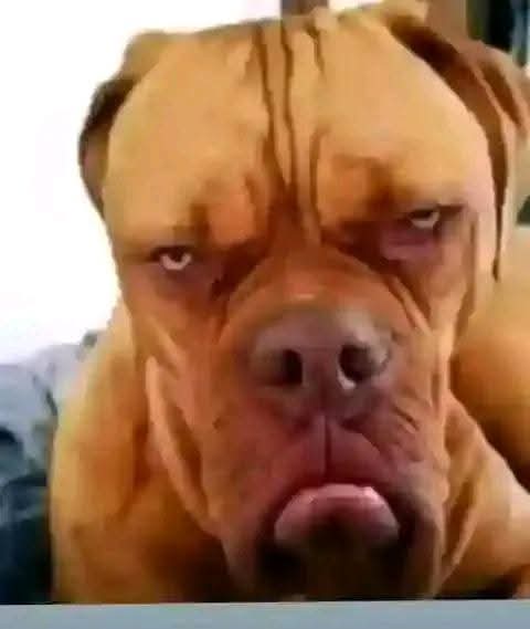 Captain Dominic Omondi tweet media