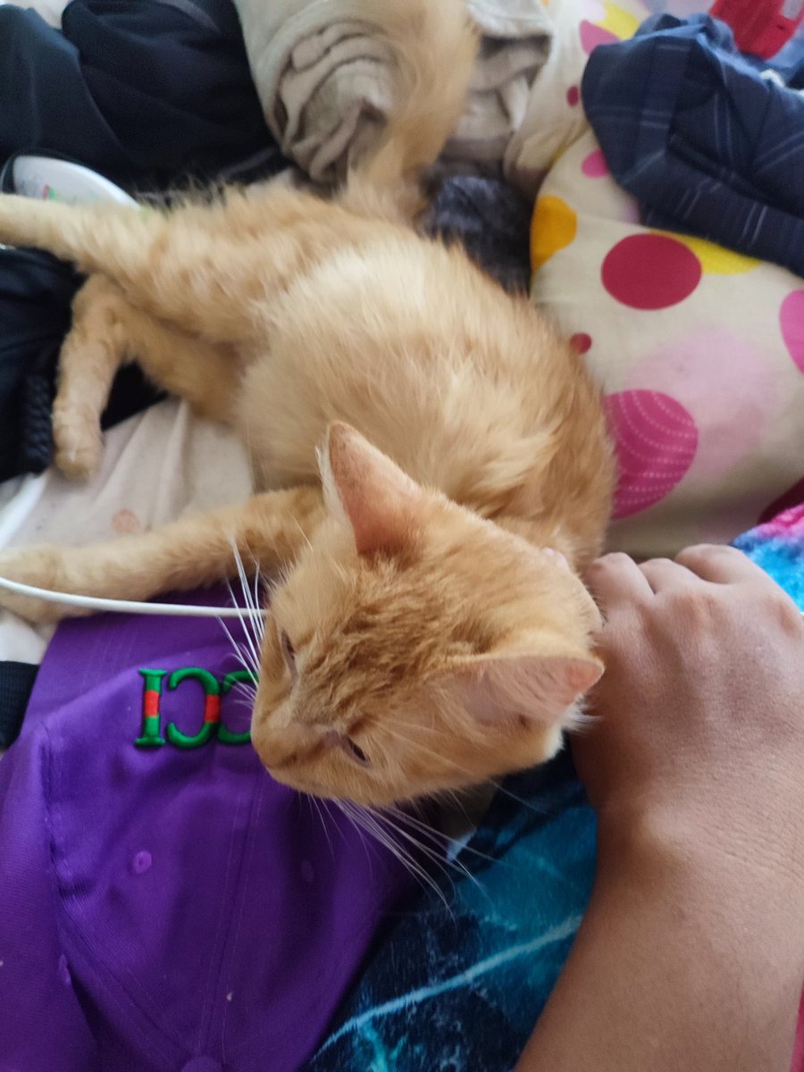 utterlydevilish's tweet image. Guess a i have a new cat now. Hahaha
 Bigla nalang ako na shock kahapon may katabi na akong pusa pag gising. Di yata to native kasi fluffy, buntis pa. Haha