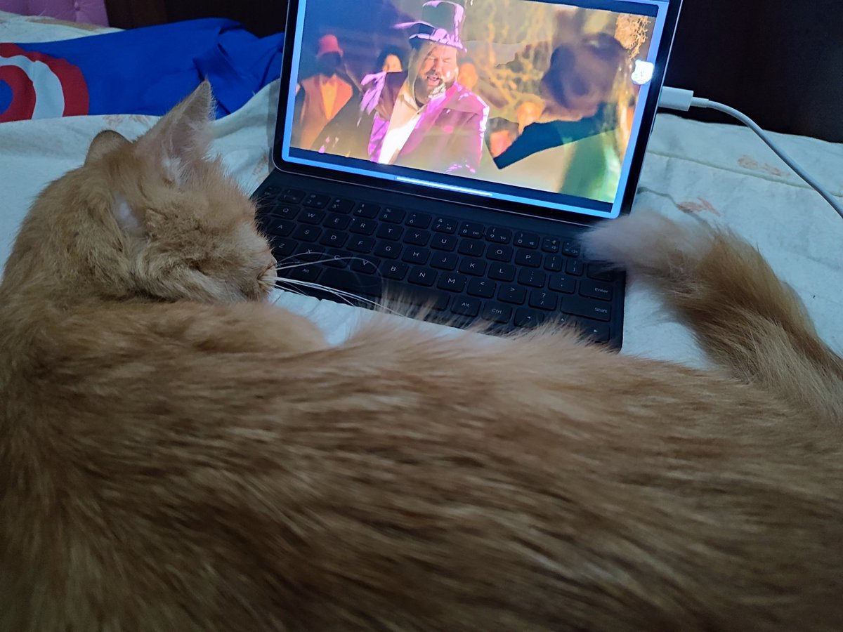 utterlydevilish's tweet image. Guess a i have a new cat now. Hahaha
 Bigla nalang ako na shock kahapon may katabi na akong pusa pag gising. Di yata to native kasi fluffy, buntis pa. Haha