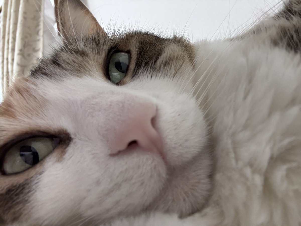 ねねこ。₍˄·͈༝·͈˄₎◞︎ (@Neko_ni_Hitsuji) / Posts / X