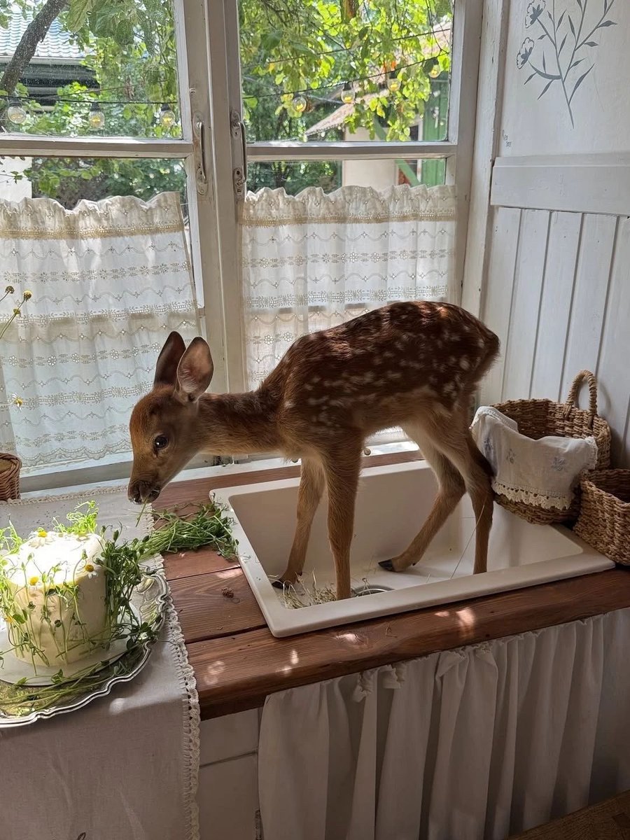 weIIneverchange's tweet image. oh my god he literally looks like a little fawn in the forest