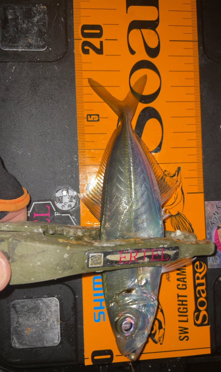 #アジング🎣
釣り始めはやっぱりアジでしょ！
という事でちょっと遠出🚗
最初のポイントは
ちょこちょこ釣果聞いてた場所でしたが
無でした😥
帰りにちょろっと寄ったポイント
釣果はほぼ聞いてませんでしたが
釣れてくれました😆
ここにいるならそろそろかな！
#ERTEL
#ブループ
#pr