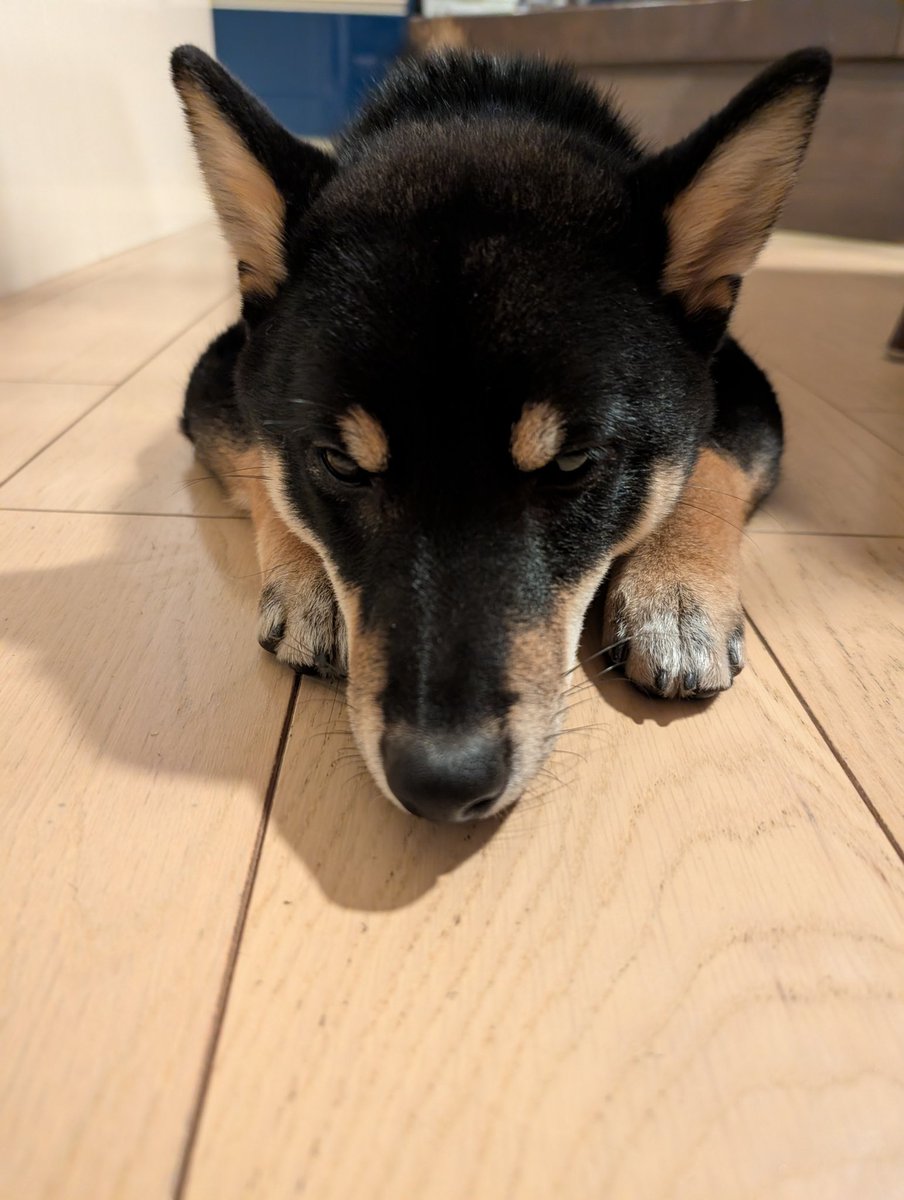 新年早々、散歩中に大脱走したもなかさん
300mくらい全力疾走して家に帰ってました
マジで焦った…💦
車通りもなくて、無事に帰ってくれたので良かったですが、トラウマになりそう😅