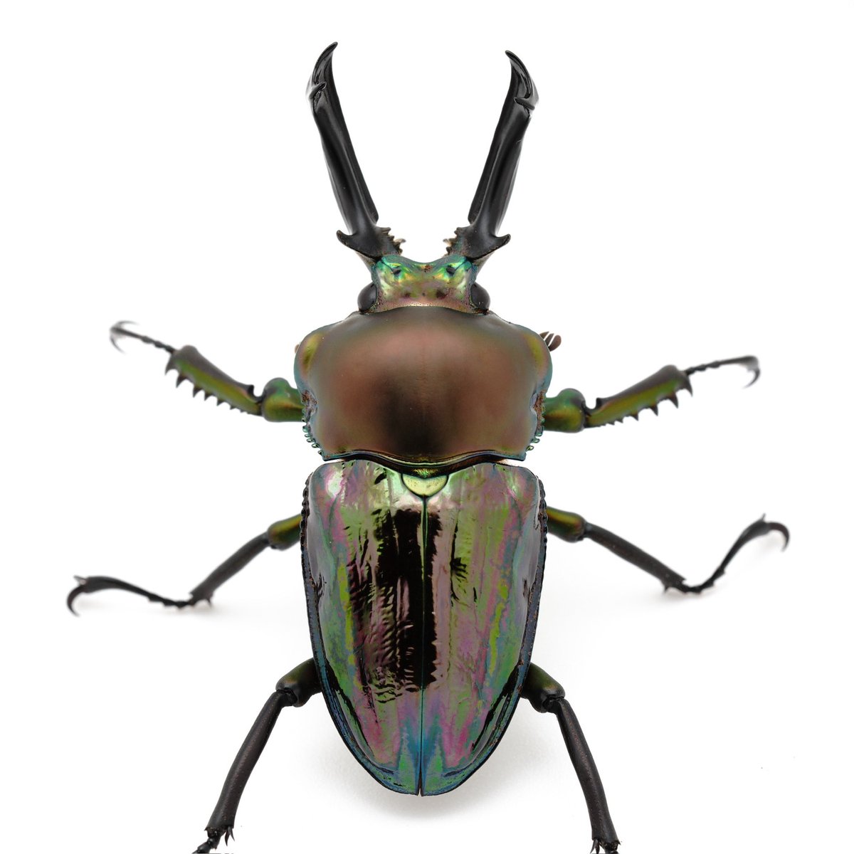 ミズキ/GOKUSAISHIKI (@satoMism1999) / Posts / X