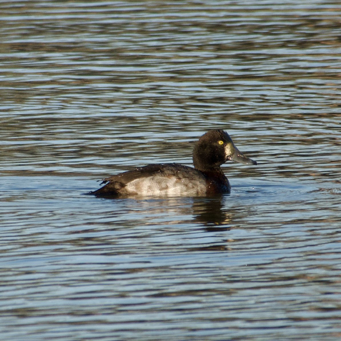 Stanford Reservoir - some evidence of cold weather movement today with c250 Teal, c250 Wigeon, 15 Goosander, 172 Pochard, 5 Shoveler.
4 Scaup still &amp; min 64 White-fronted Geese.
<a href="/rg_stanford/">Stanford_RG</a> <a href="/LandRbirds/">Birds of Leicestershire & Rutland</a>