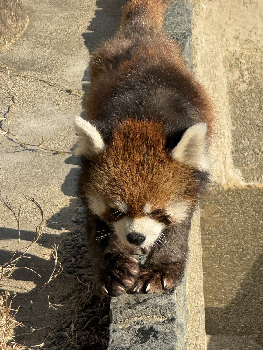 kisa812's tweet photo. 本日の浜zoo 
チイタがいっぱい歩いてる姿が見れて大満足でした♡
#浜松市動物園　#チイタ https://t.co/jVP6M3Bgk2