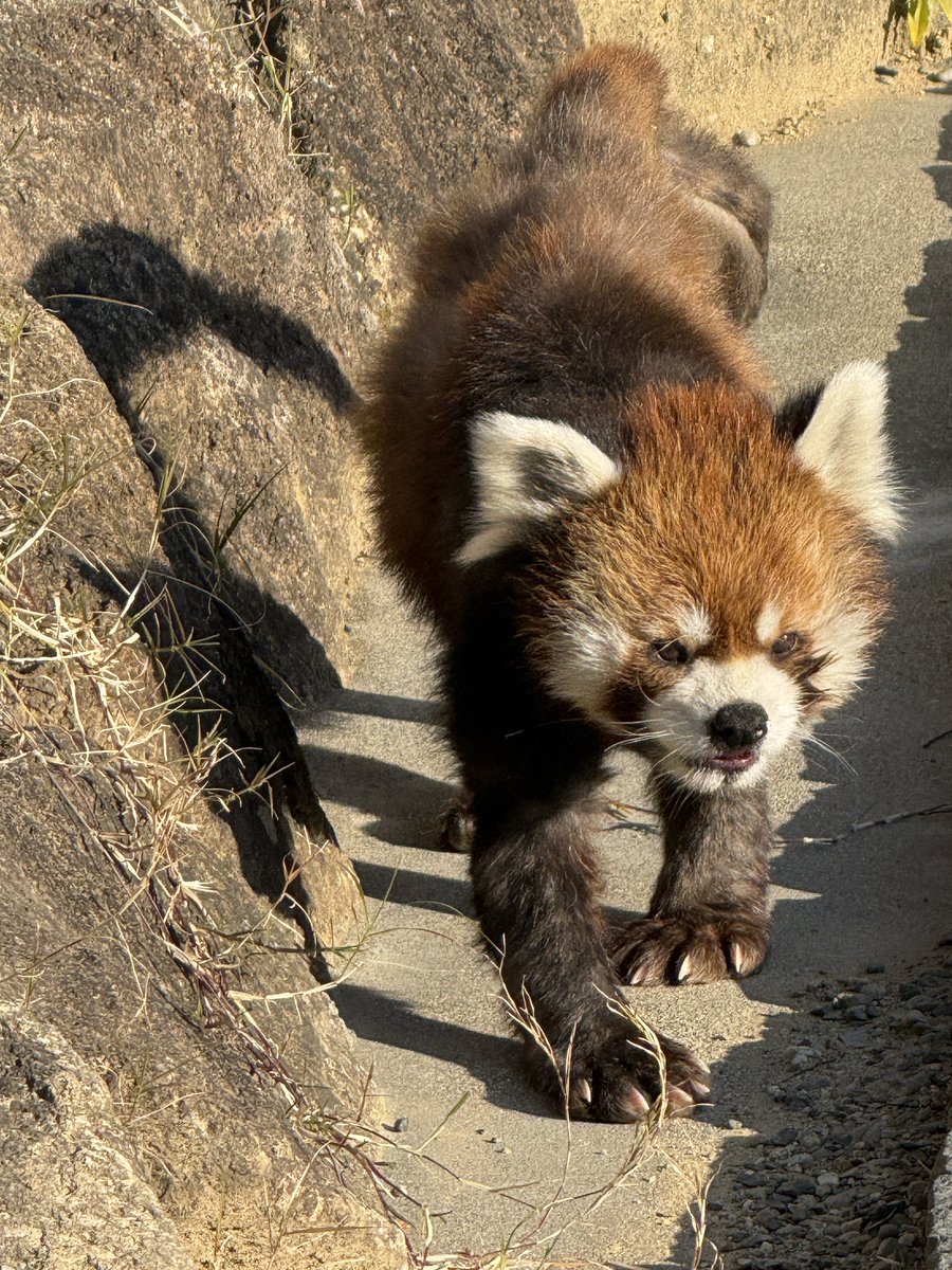 kisa812's tweet photo. 本日の浜zoo 
チイタがいっぱい歩いてる姿が見れて大満足でした♡
#浜松市動物園　#チイタ https://t.co/jVP6M3Bgk2