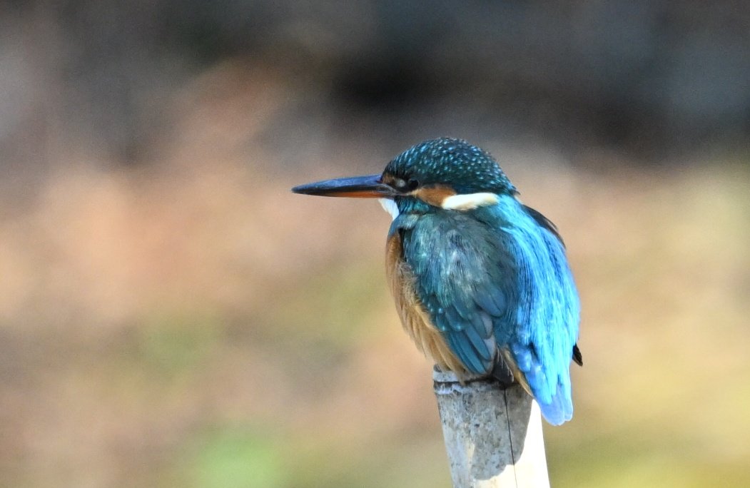 連休最終日 公園で遭遇したカワセミ♀ちゃん 飛び込み見せてくれた