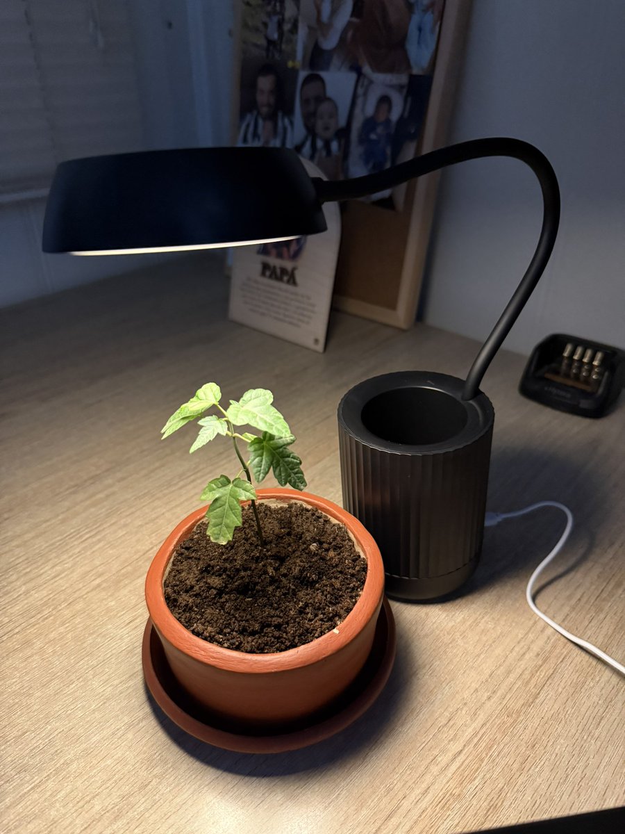 danielALCORTA's tweet photo. Este arce japonés se ha convertido en mi compañero en la oficina.
Le traje una lámpara, pero leí que es mejor ponerle de día esta luz artificial, para que igual descanse de noche.
Cualquier recomendación es bienvenida! https://t.co/WFX8KW5Gq2