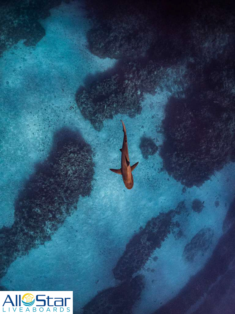 DiveASL's tweet image. What a beautiful image! How many underwater photographers do we have out there? Tag us in your best images!

~The Bahamas

#allstarliveaboards #shark #sharklove #bestphotos #justanotherday #underwaterphoto #bahamas #caribbean #scuba #liveaboard #bahamasdiving