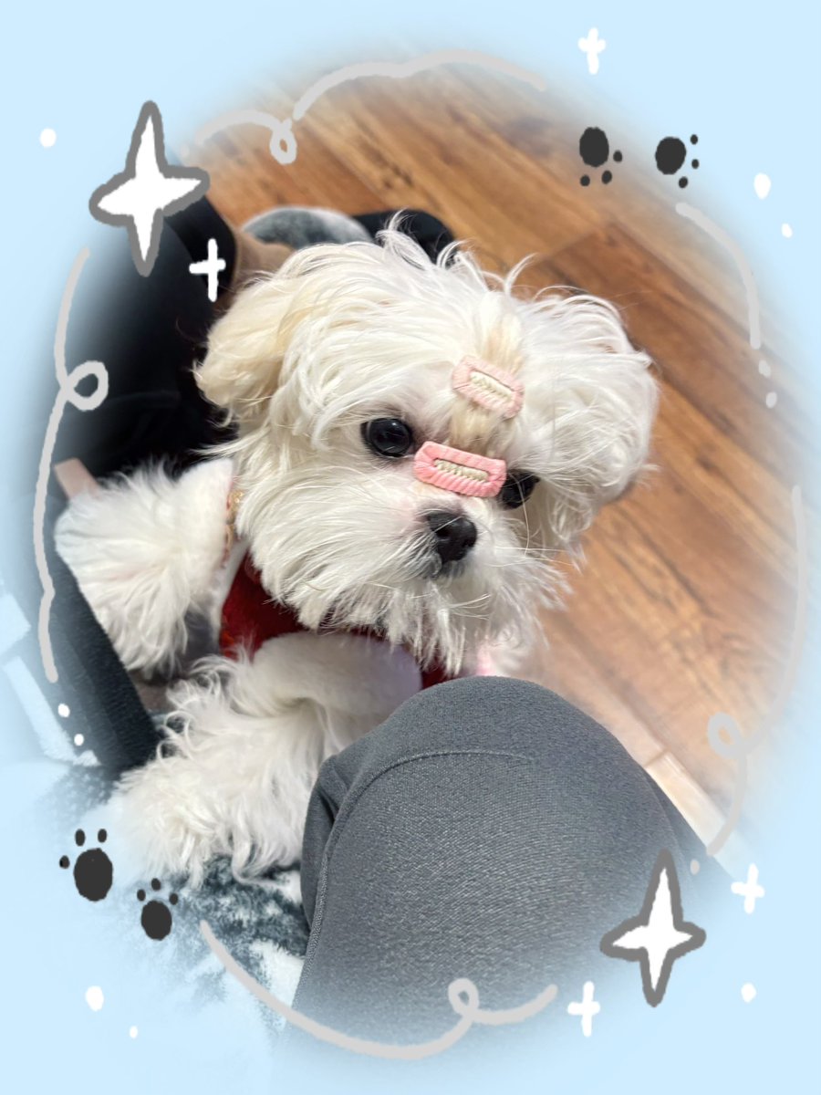 jirnct's tweet photo. 侄儿🐶弦弦 https://t.co/J3CgoFxmPO