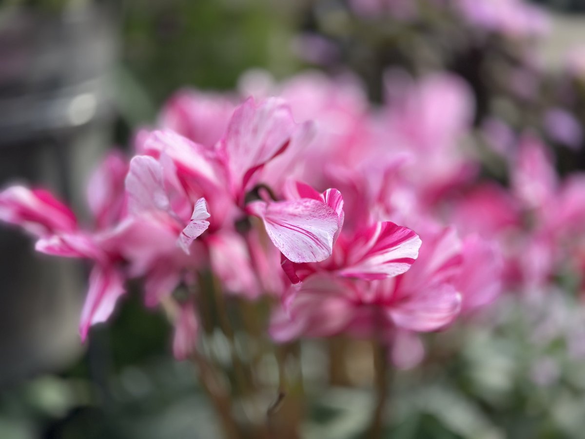 休みが16日、、、終わった😭 はぁ(*´Д｀*) 綺麗な花でも見て癒されて