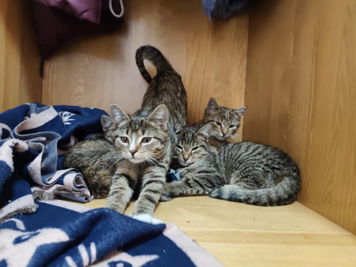 Cztery maleńkie buraski. Dwa dni przed Bożym Narodzeniem ktoś wyrwał je z ramion kociej mamy i zostawił pośród maszyn, zimna i strachu. Ona wołała. One czekały… 💔 Dziś mają szansę, ale bez nas sobie nie poradzą. 

Pomóż lub podaj dalej! 

ratujemyzwierzaki.pl/4-buraski 🐾