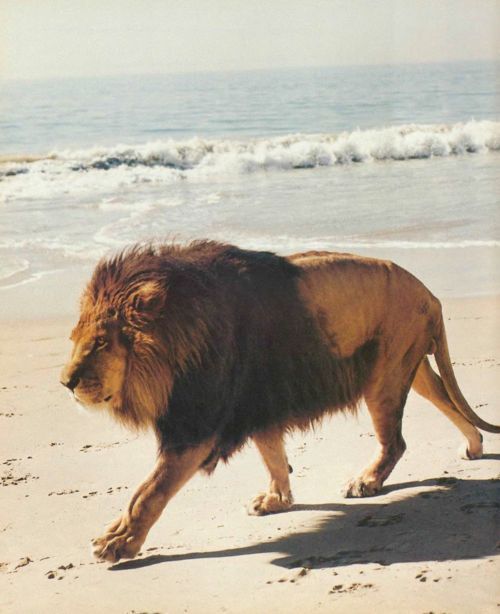 MorganElMago's tweet photo. El mar es un antiguo lenguaje que yo no alcanzo a descifrar, proviene del poema #Singladura #JorgeLuisBorges
Esa sensación de misterio y profundidad que evocan las olas y el océano, un idioma atemporal lleno de secretos que escapan a nuestra comprensión humana.
# https://t.co/azkL61Itdt