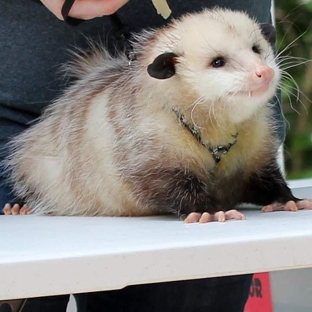 ( A thousand gracious thank-you's to all of my devoted followers. My activity's been a bit limited due to struggling through the flu for the past week and some change, but your kind words mean the world. Will return to full form shortly.

Also a photo of my favorite animal. )