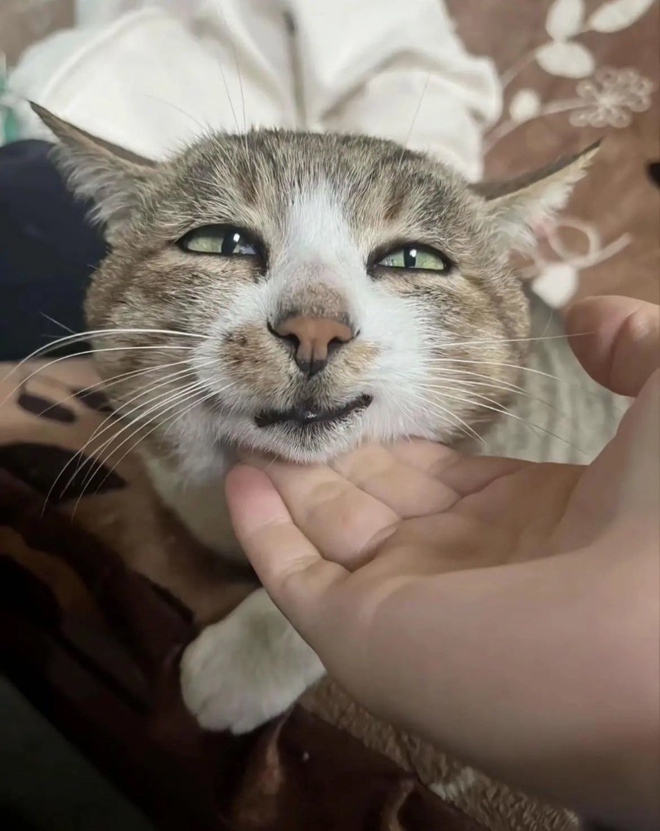 twaniimals's tweet image. 