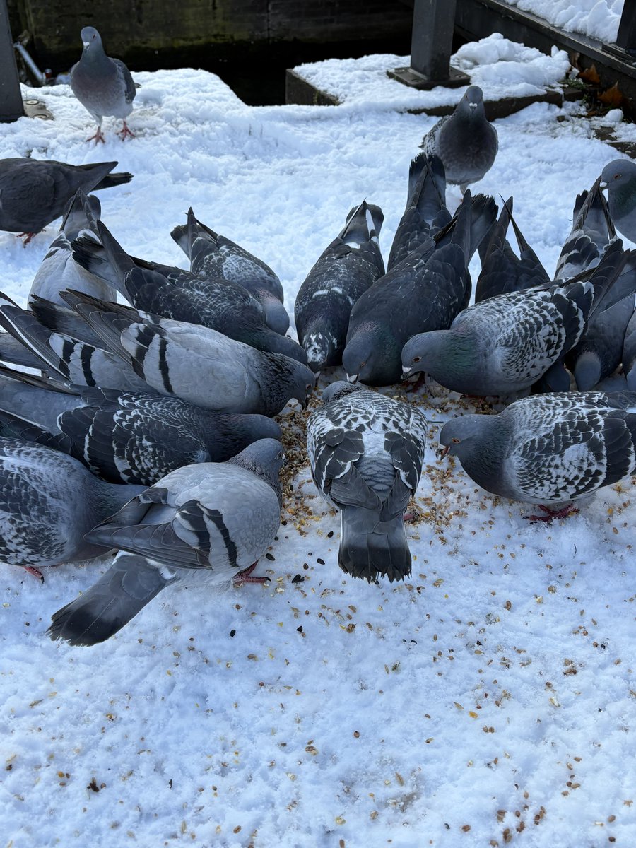 snow pigeons