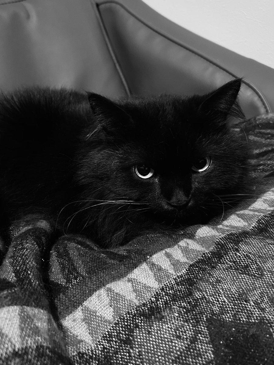 金子智明(映像監督/D金子) tweet media