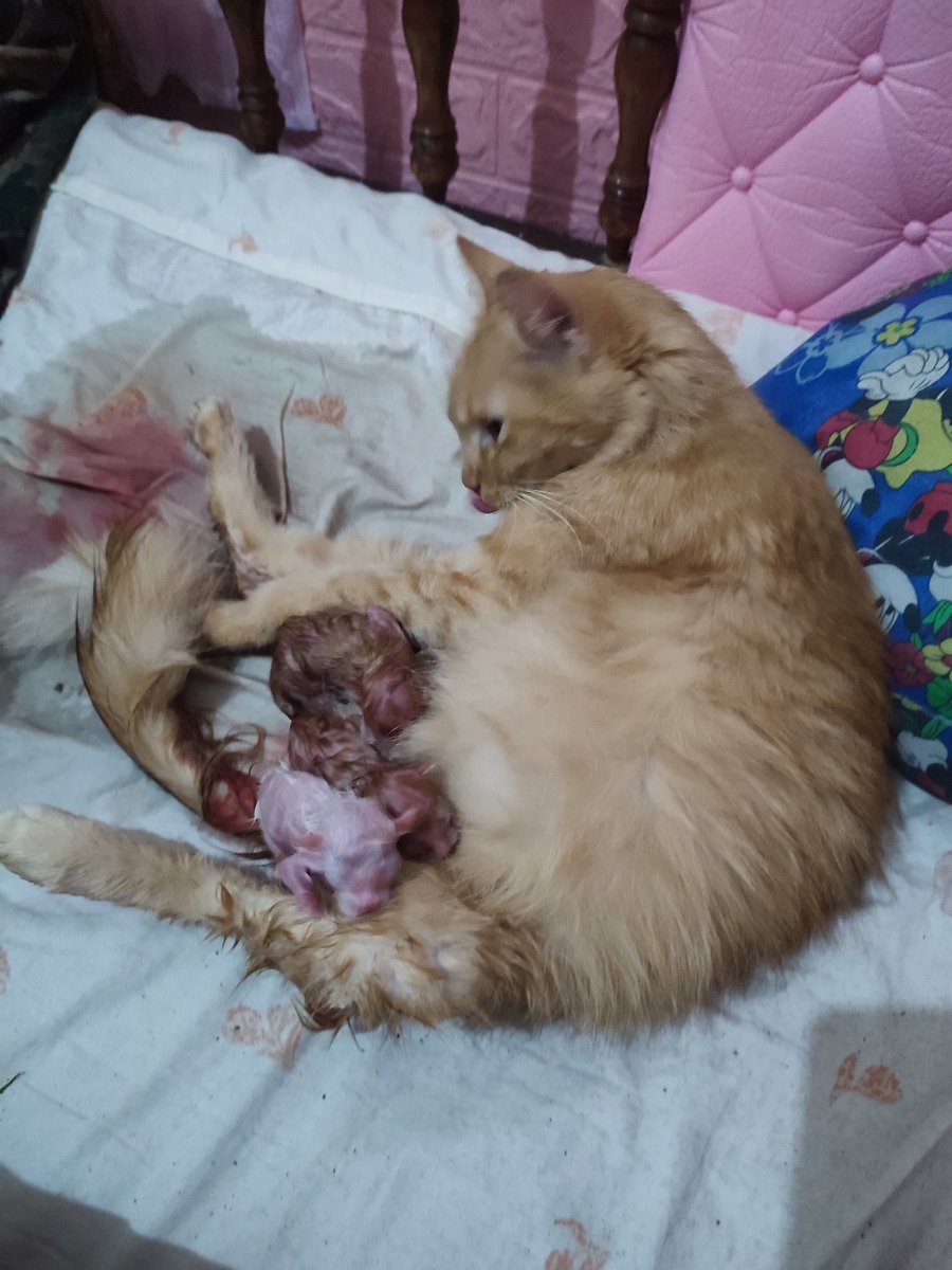 utterlydevilish's tweet image. Hahahahaha. Sa bed ko pa nganak. Sana may pure black. Bagong taon bagong tatay. Hahaha