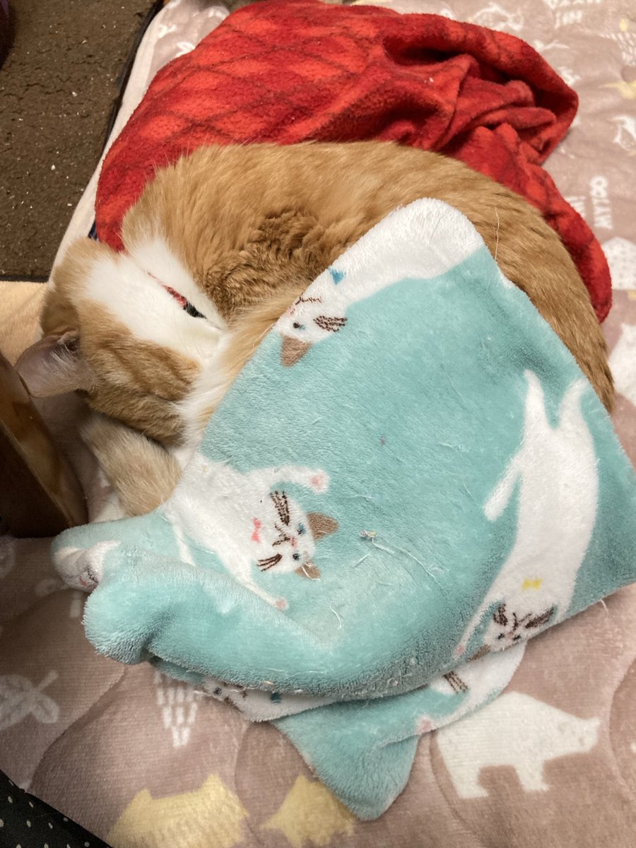 一昨年2024年1月4日の
おかかさん💤