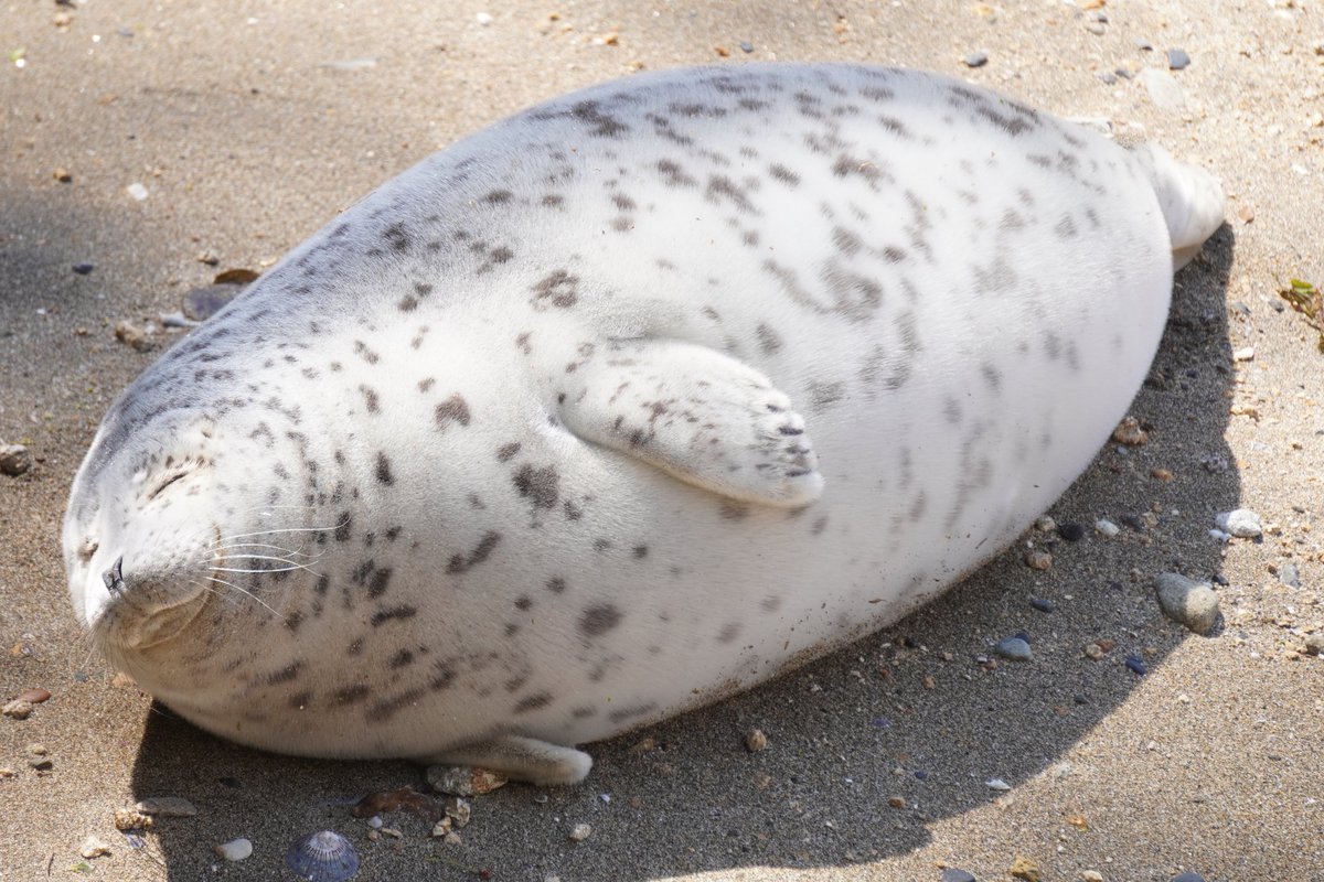 幸せそうなアザラシ #伊豆三津シーパラダイス