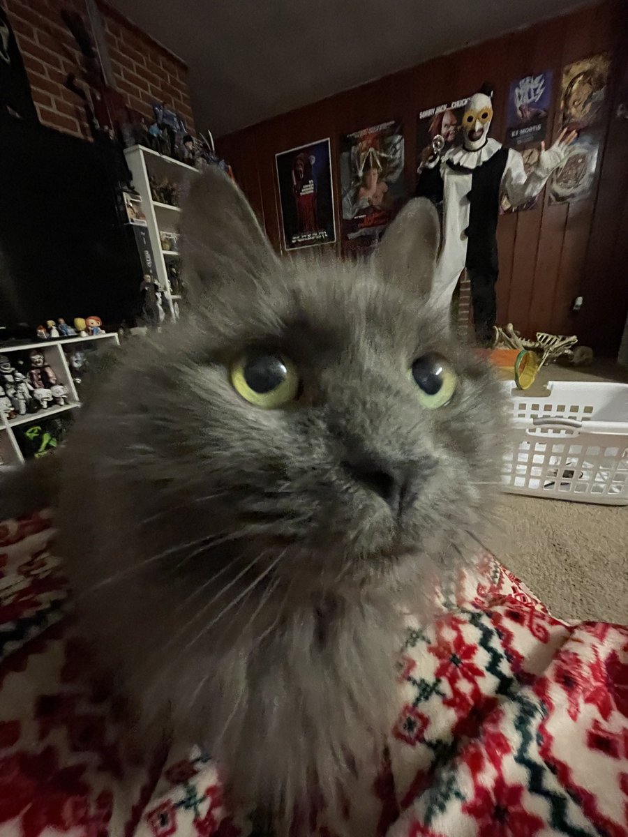 pepper 🌶️ & lugosi 🧛🏻‍♂️ tweet media