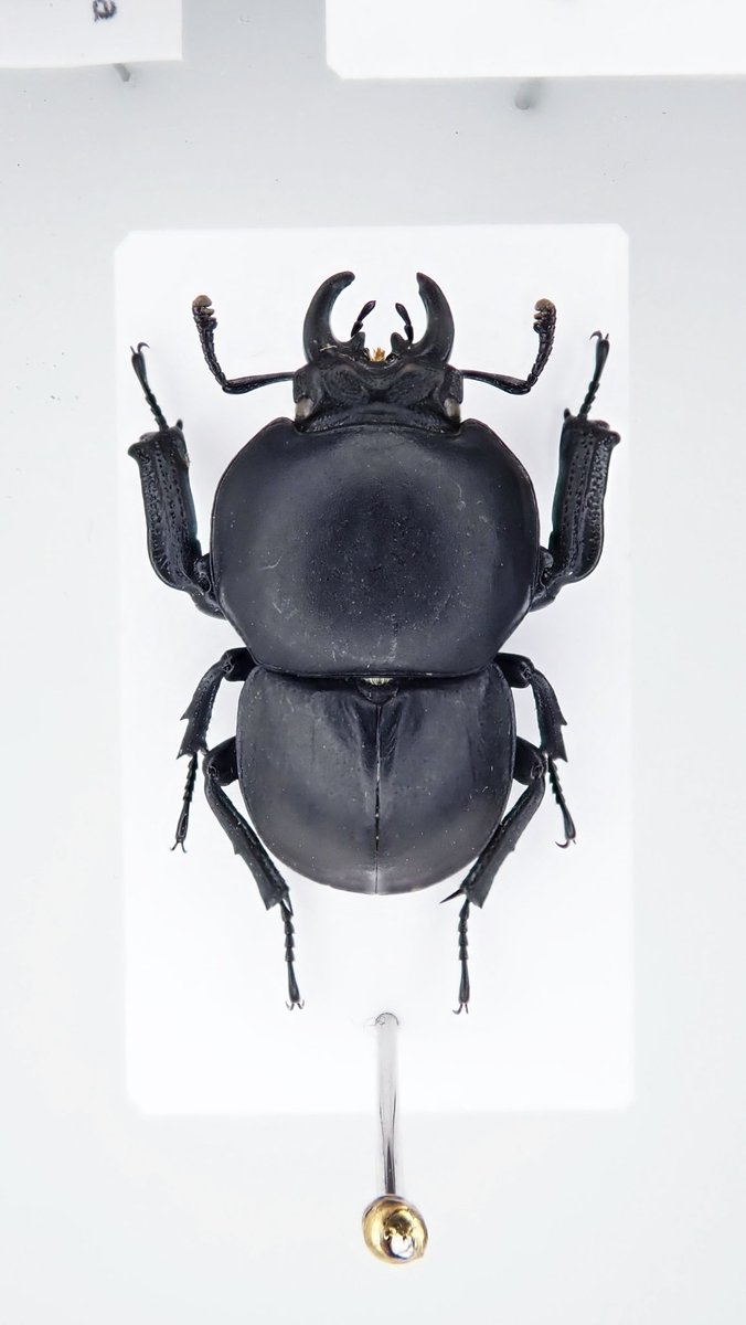 アキ 貴重 ウミアメンボ 標本 2匹 全てが桁違い」 20万円かけて