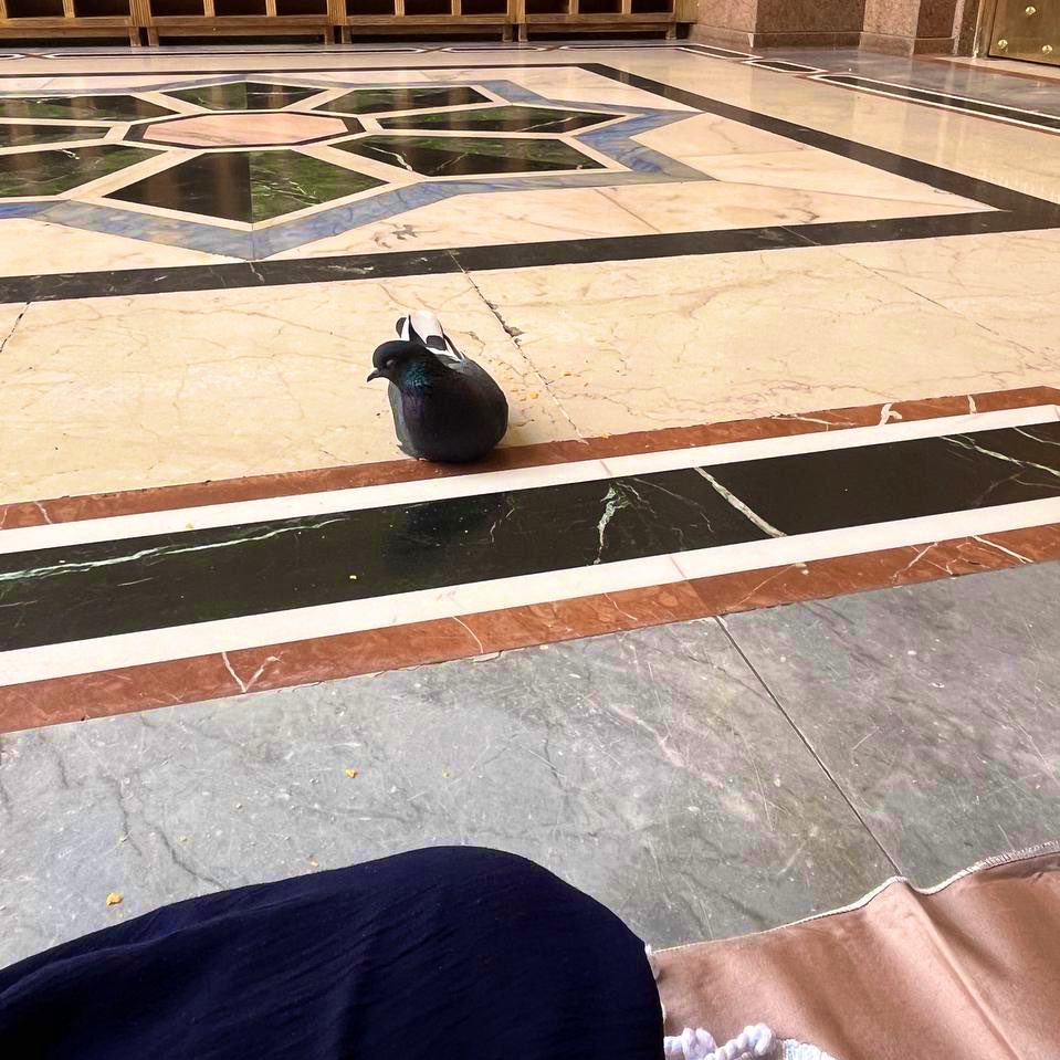 Sh73395's tweet image. حمامة الحرم اعطيتها اكل وجلست جنبي 
So cutee 😭