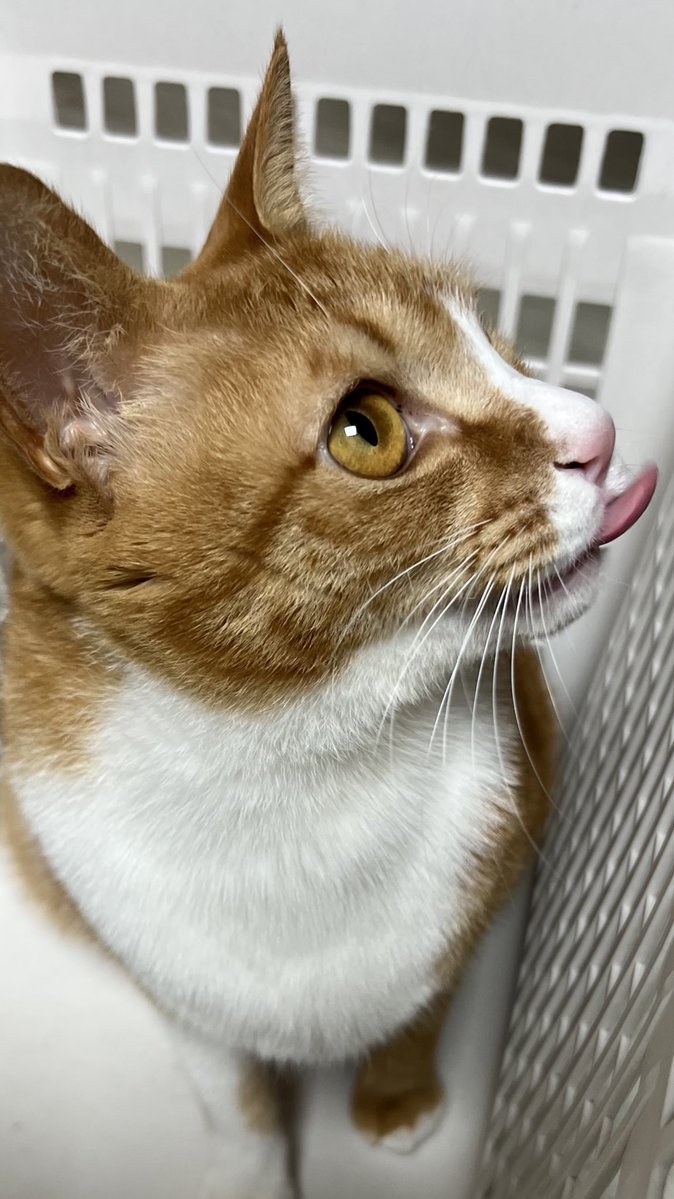 밥먹고 또 밥달래 밥줘캣